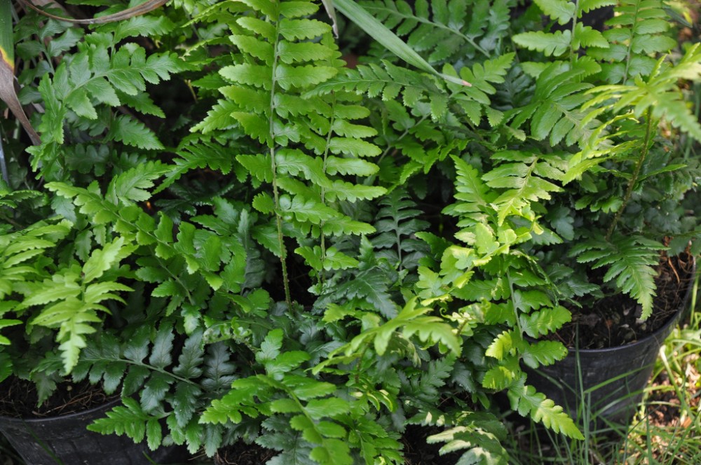 dryopteris_ludoviciana_1